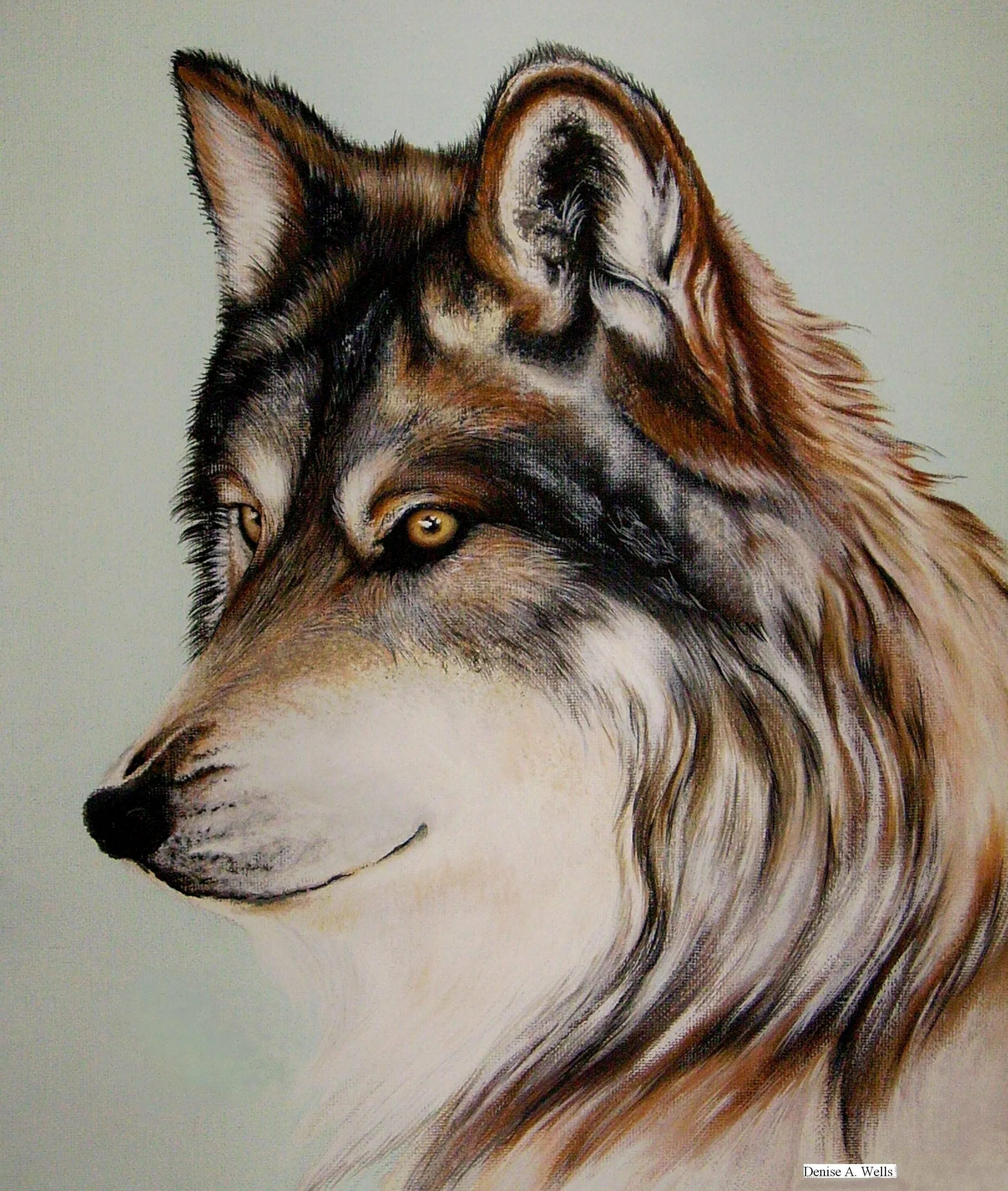 Картинки волка рисунки. Волк рисунок. Нарисовать волка. Крисонок волка. Реалистичное изображение животных.