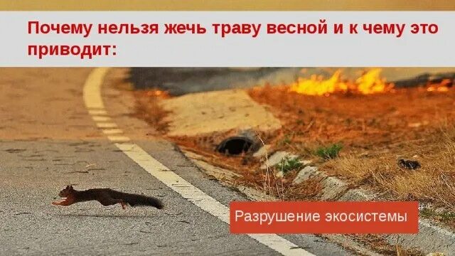 Почему нельзя поджигать. Почему нельзя жечь траву. Почему нельзя жечь траву весной. Не жгите траву весной. Нельзя жечь сухую траву.