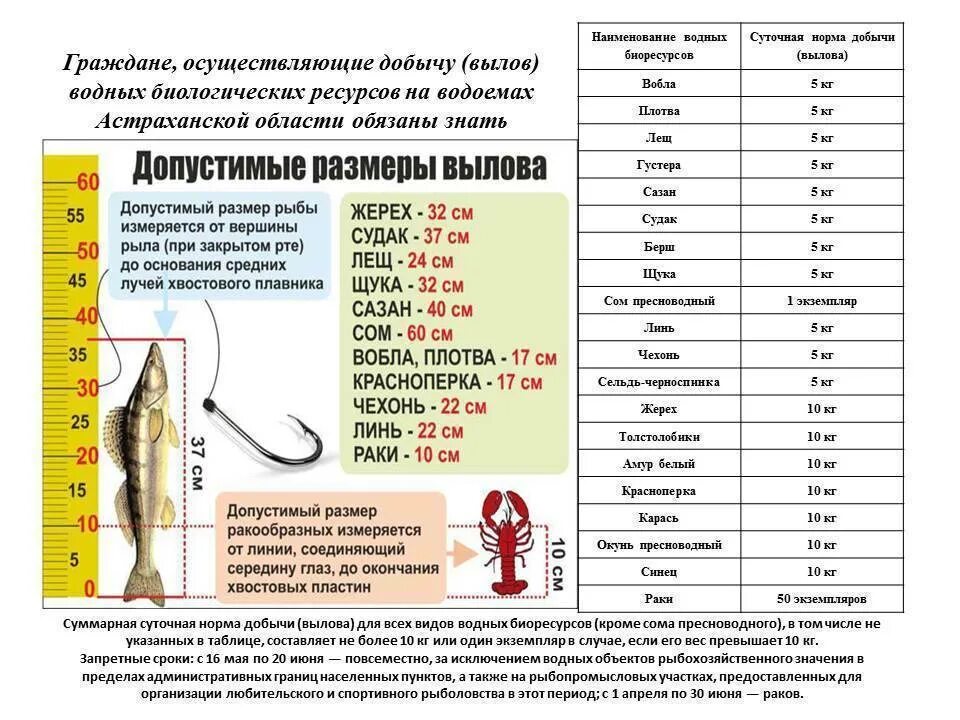 Какую рыбу можно ловить. Таблица нормы вылова рыбы. Нормы ловли рыбы в Астраханской области 2022. Норма ловли рыбы в Астраханской области на 2023г. Размеры рыб для вылова.