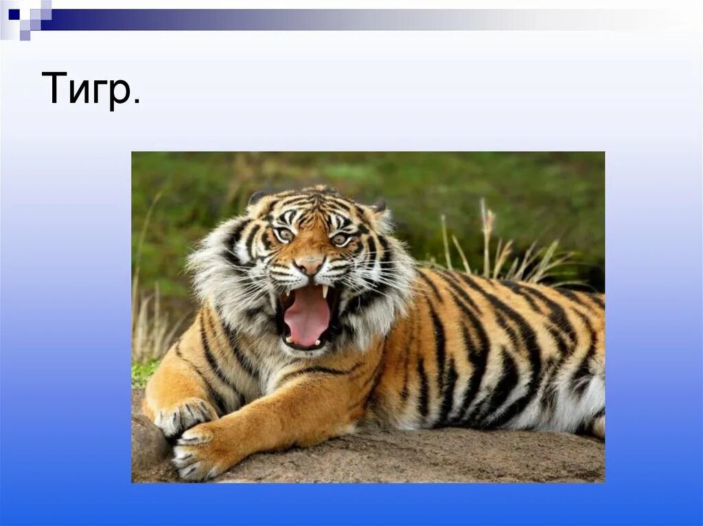 Тигр для презентации. Арабский тигр. Слово тигр. Тигр текст.
