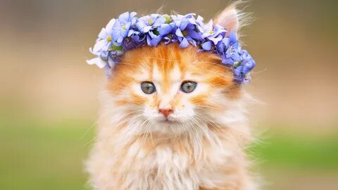 Покажи красивую фотку котика