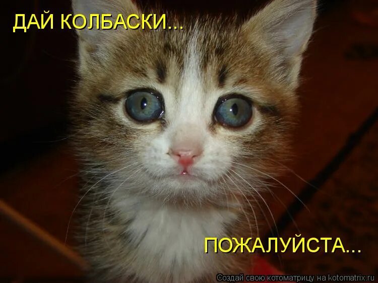 дайте колбасы. обмишуриться. дайте колбасы. котик дай колбаски. дайте колбасы.