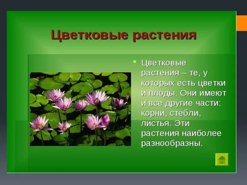 Совокупность определенных видов растений произрастающих на. Цветковые растения. Растения для презентации. Презентация на тему растения. Информация о растениях.