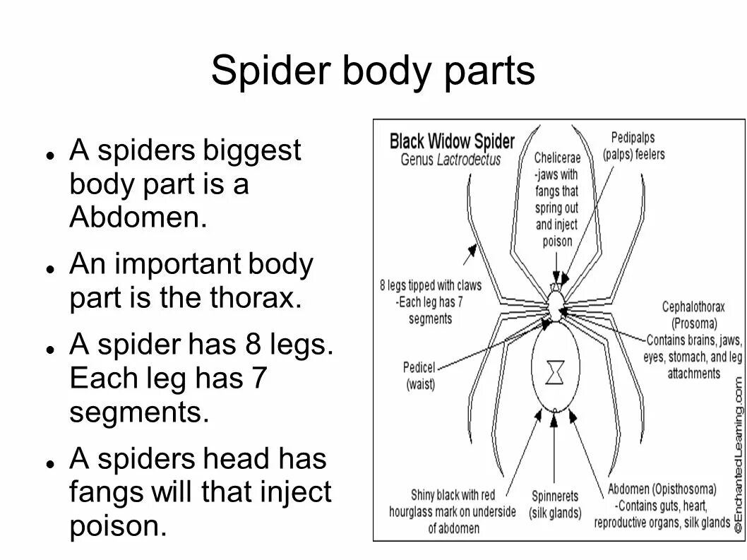 Spider body. Spider диагностика. Sports Spider diagram. Спайдер выполняет функции.