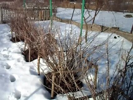 Обработка ранней весной