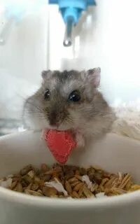 Хомяк ест мясо