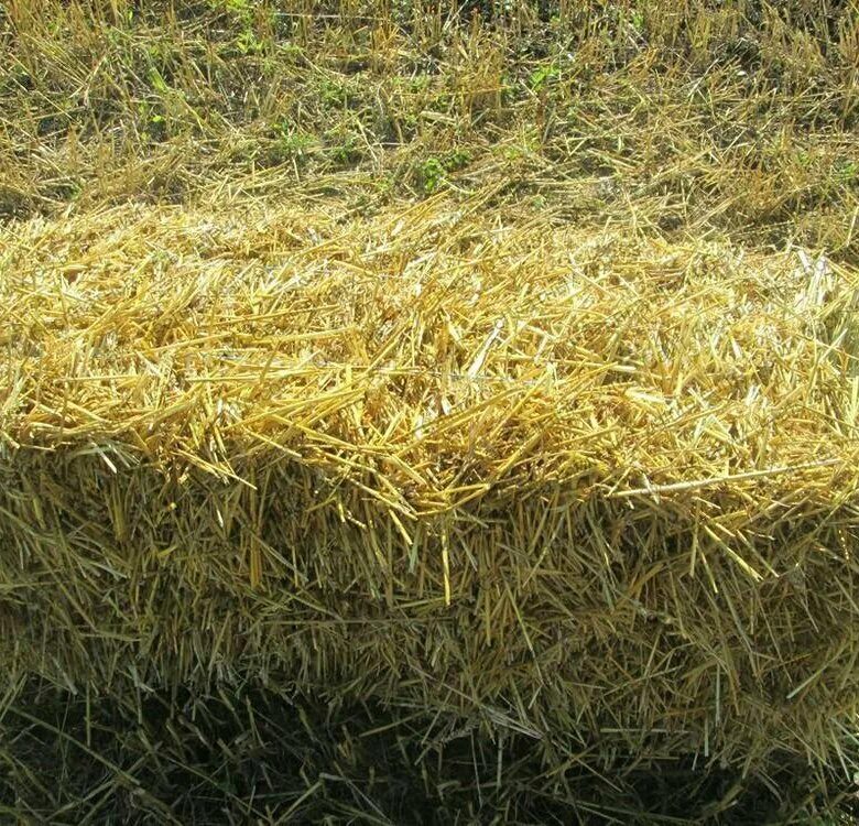 Соломенные тюки. Солома пшеничная яровая. Солома пшеничная тюк (10-12 кг). Сноп соломы. Тюки золота.