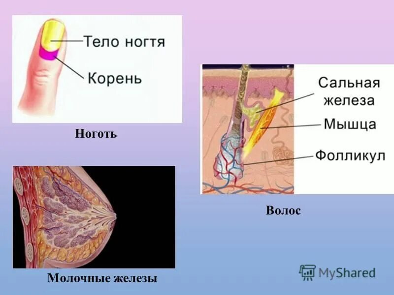 Покровы тела выполняют функции