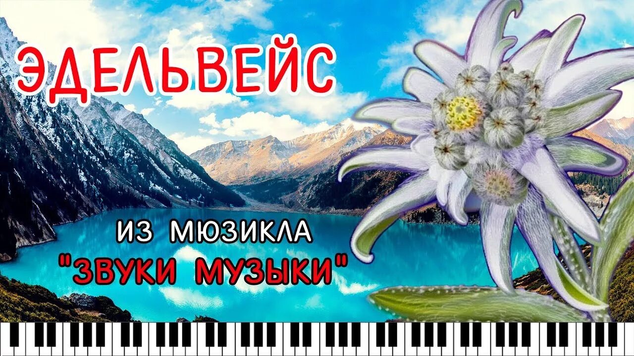 Песня про эдельвейс. Эдельвейс эдельвейс песня. эдельвейс текст. эдельвейс звуки музыки ноты. текст песни эдельвейс.