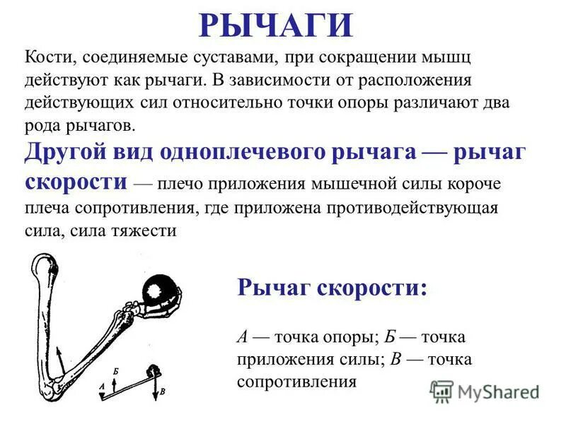 Какого устройство рычага. Рычаги первого и второго рода анатомия. Рычаги первого и второго рода в биомеханике. Рычаг второго рода примеры анатомия. Рычаги мышц анатомия.