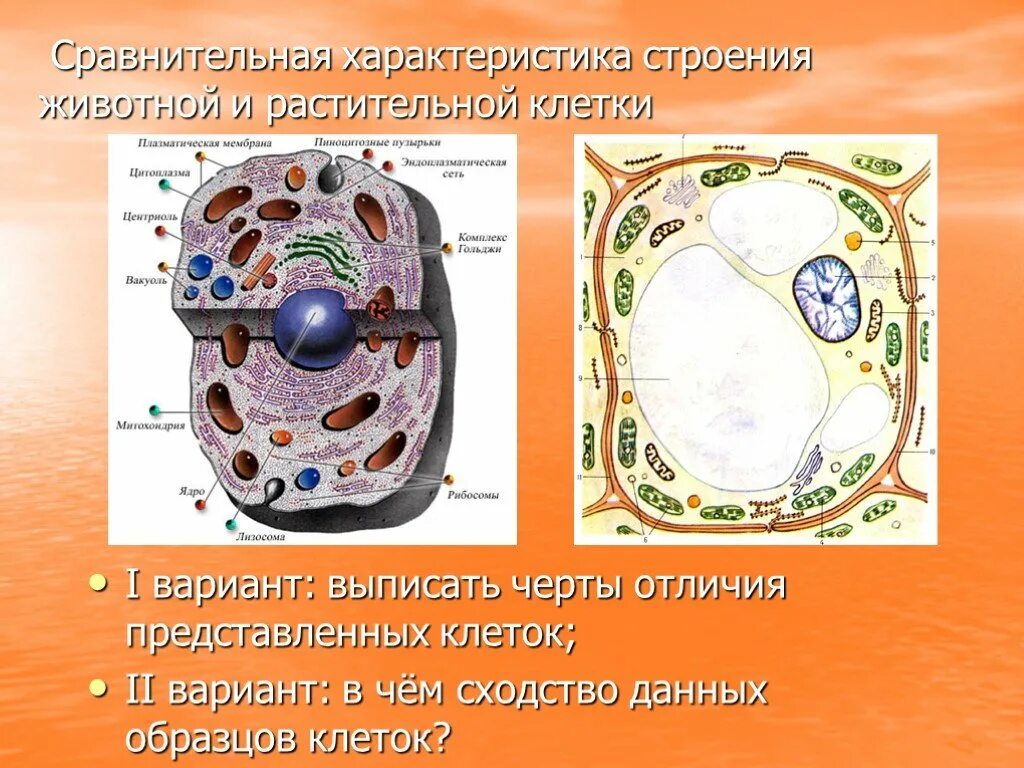 Черты различия клеток. Строение клетки. Форма животной клетки. Строение растительной клетки. Строение животных и растительных клеток.