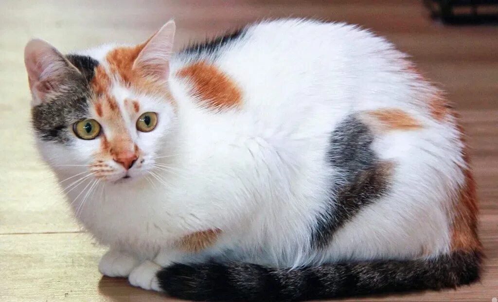 Кошка окрас серо бело рыжий. Эгейская трехшерстная кошка. Эгейская кошка трехцветная. Окрас Калико. Трёхцветная кошка порода гладкошерстная.