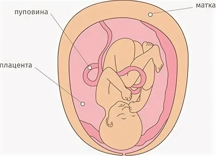 Как выглядит ребенок в 33 недели. Как выглядит ребенок в 33 недели