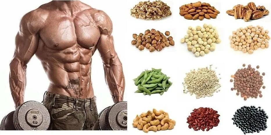Еда с протеином. Строительный материал для мышц. Белок для мышц. Белки мышц. Белок строительный материал для мышц.