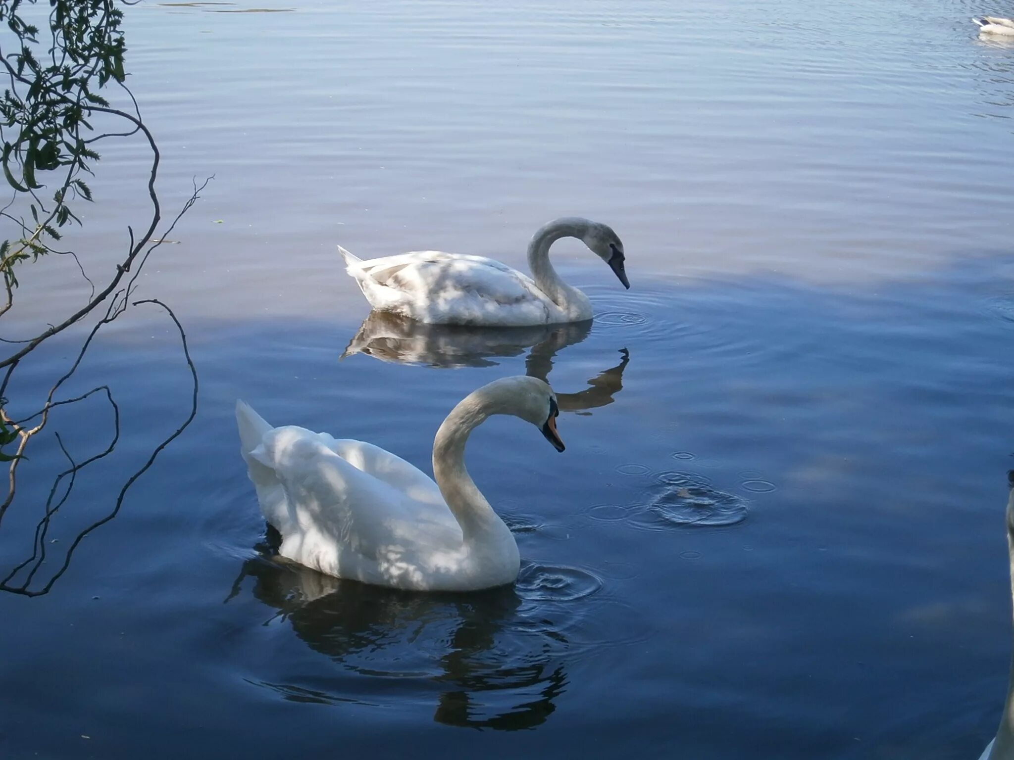 Белые лебеди на озере. Озеро Нарочь лебеди. Лебеди на озере. Лебеди в пруду. Красивые пейзажи с лебедями.