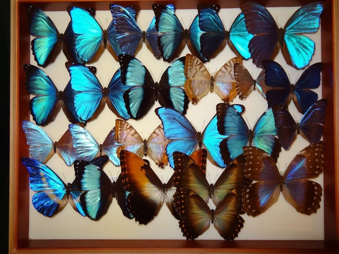 декоративные бабочки для интерьера. бабочка на озоне. бабочки для декора. бабочка на озоне. галстук-бабочка.