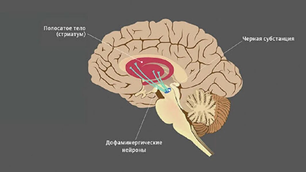 В мозгу есть область. Стриатум (striatum). Полосатое тело. Черная субстанция. Черная субстанция мозга.