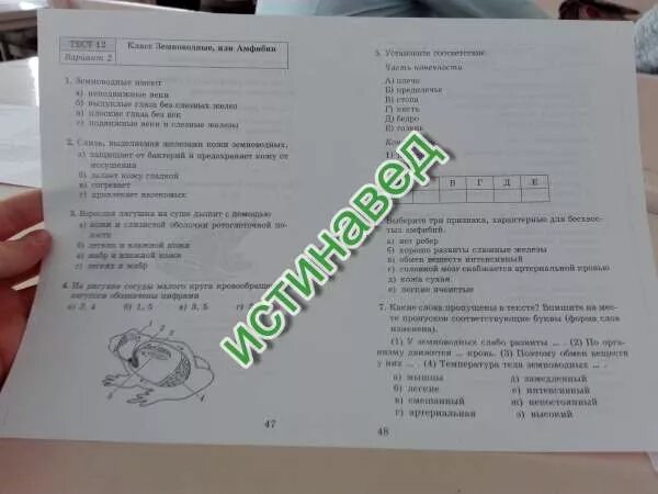 Тест по земноводным с ответами. Зачет по биологии 7 класс земноводные. контрольная работа по биологии земноводные. земноводные и амфибии тест 7 класс. тест по биологии 7 класс класс земноводные.