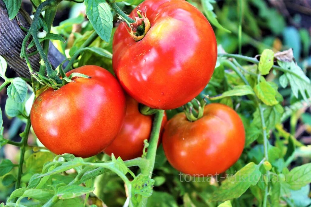 помидоры красный петух описание сорта. томат красный петух. томат красный петух характеристика и описание сорта. томат вождь краснокожих 20шт (сиб. томат черри красная гроздь.