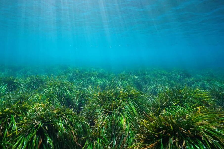 Посейдония водоросли. Водоросли под водой. Водоросли Средиземного моря. Водоросли морские Нептун.