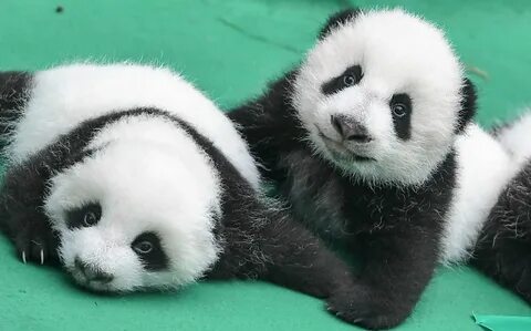 Pandas все команды