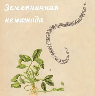 В каком состоянии находилась нематода