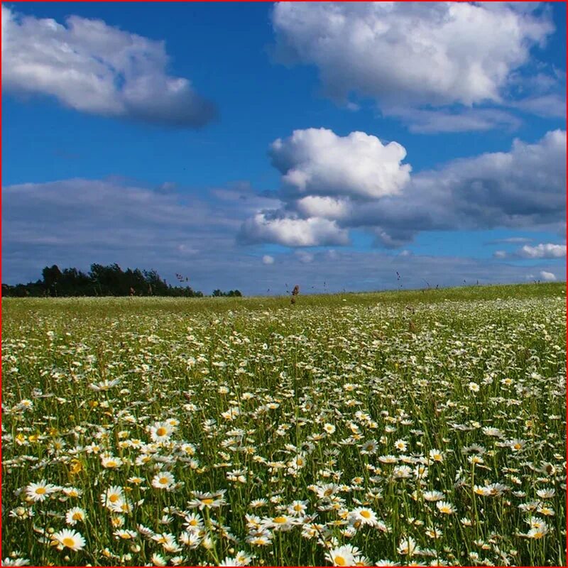 русь степь деревня церкви. русское поле. краснодарский край тополя поля кубань. поле рожь. поле веры 1.