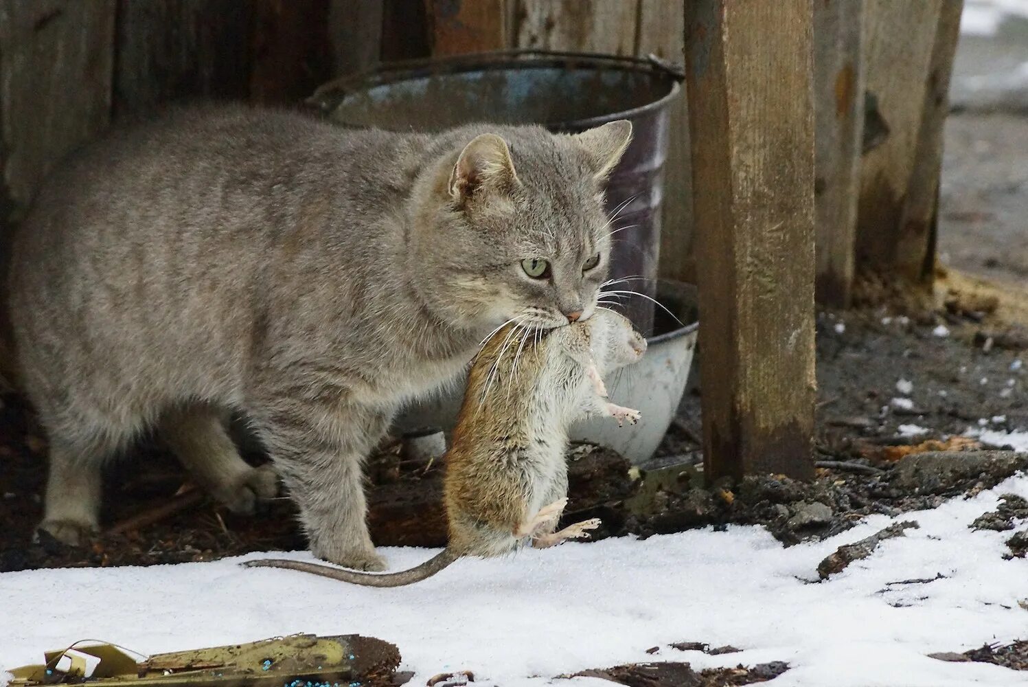Породы кошек хорошо ловящие мышей. Кошки британский крысолов. Сибирский крысолов. Сибирский крысолов порода кошки. Порода кошек крысолов.