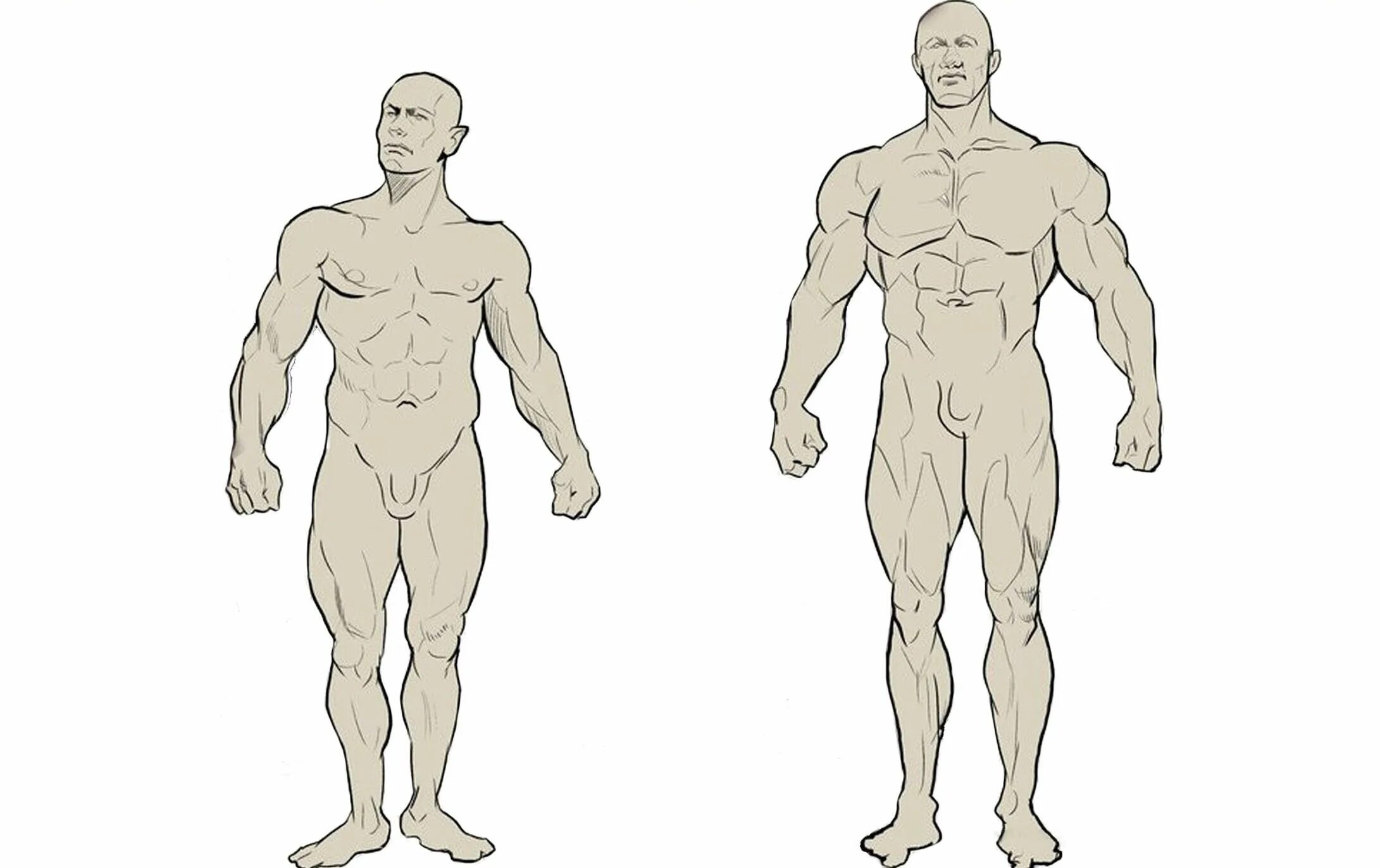 Тип рисования человека. Телосложение. Телосложение персонажа. Типы мужских фигур референс. Типы телосложения референс.
