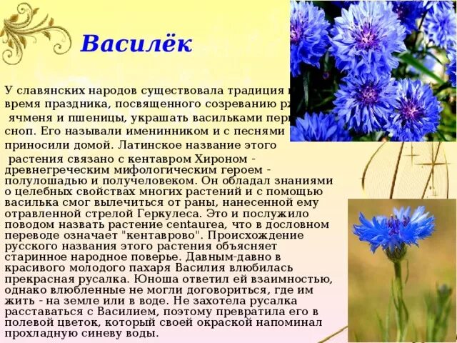 Легенда про Василек. Василек на латинском. Белорусский цветок Василек. Василек сообщение.