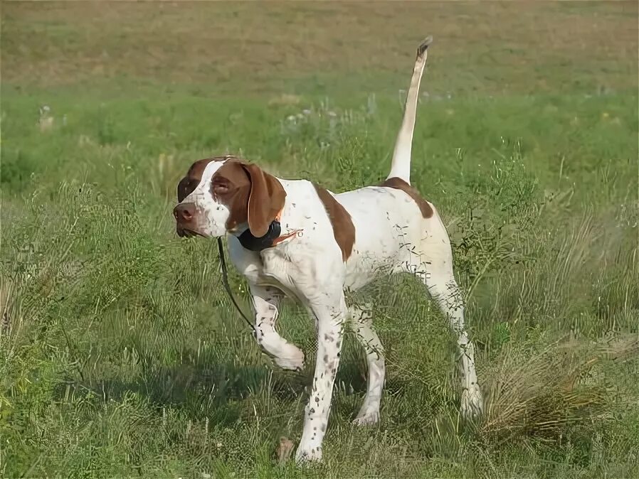 X pointer