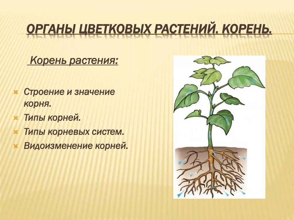 Корневая система цветковых растений. Корень цветковых растений. Корни цветкового растения. Органы растений корень. Строение корня цветковых растений.