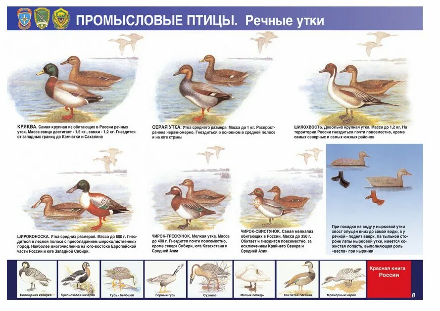 кряква яуза. регистрация уток. расстановка чучел уток на весенней охоте с подсадной уткой. место обитания лебедей. охота на уток осенью с чучелами.
