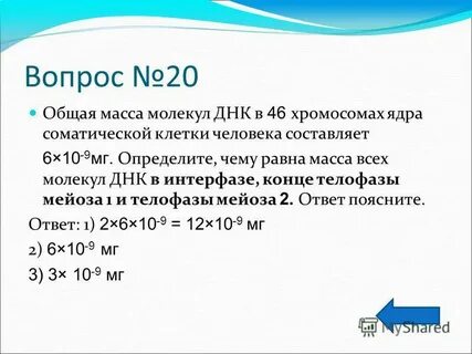 Сколько молекул днк содержится в биваленте