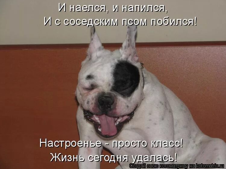 Достала собака лаем
