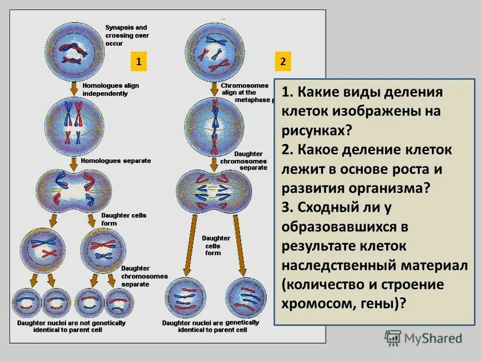 Особенности деления клеток животных