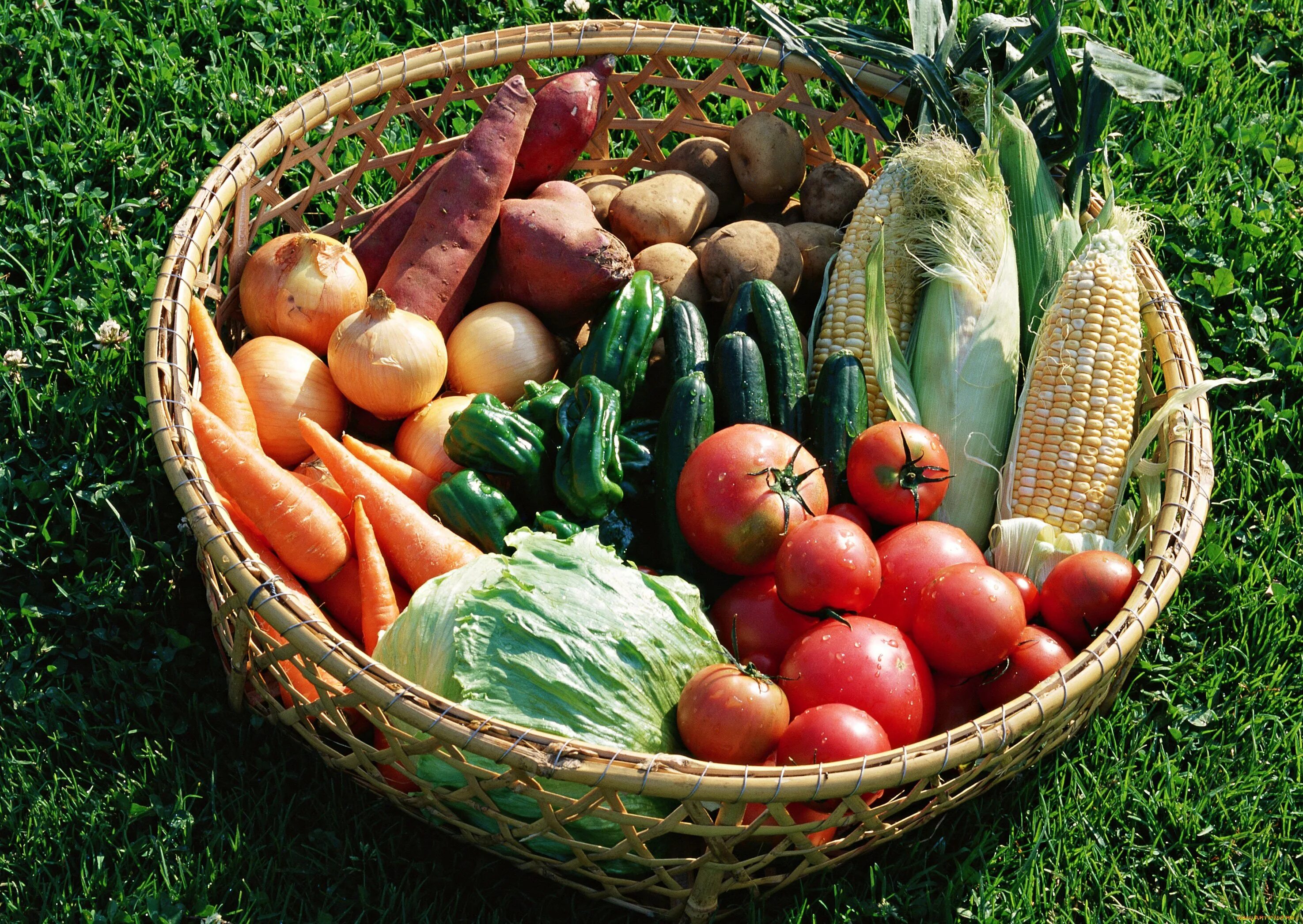 Корзина с овощами. Овощи на огороде. Урожай овощей и фруктов. Богатый урожай.