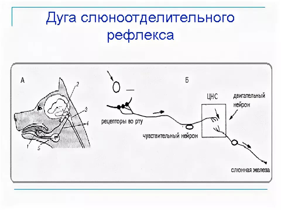 Рецепторы слюноотделительного рефлекса. Схема рефлекторной дуги безусловного слюноотделительного рефлекса. Путь условного слюноотделительного рефлекса. Рефлекторная дуга безусловного слюноотделительного рефлекса.