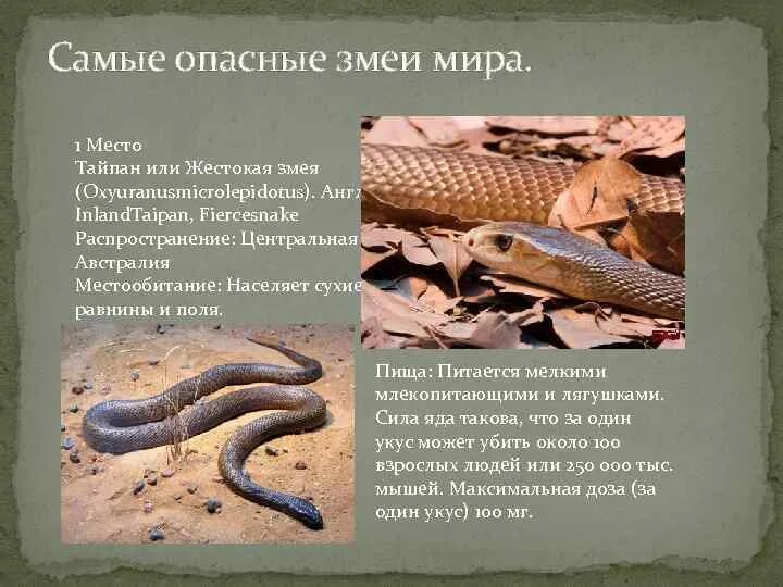 Какая среда обитания у змей. Тайпан Маккоя змея. Змея Тайпан самая ядовитая змея в мире. Описание змеи Тайпан. Тайпан Маккоя место обитания.