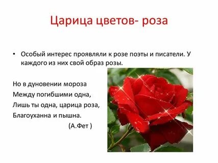Алые розы стихи