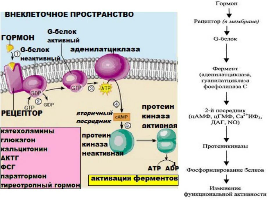 Мембранный механизм действия гормонов. Гормоны мембранно внутриклеточного механизма. Схема мембранной рецепции гормона. Мембранный механизм передачи гормонального сигнала в клетку. Сигнала фермент