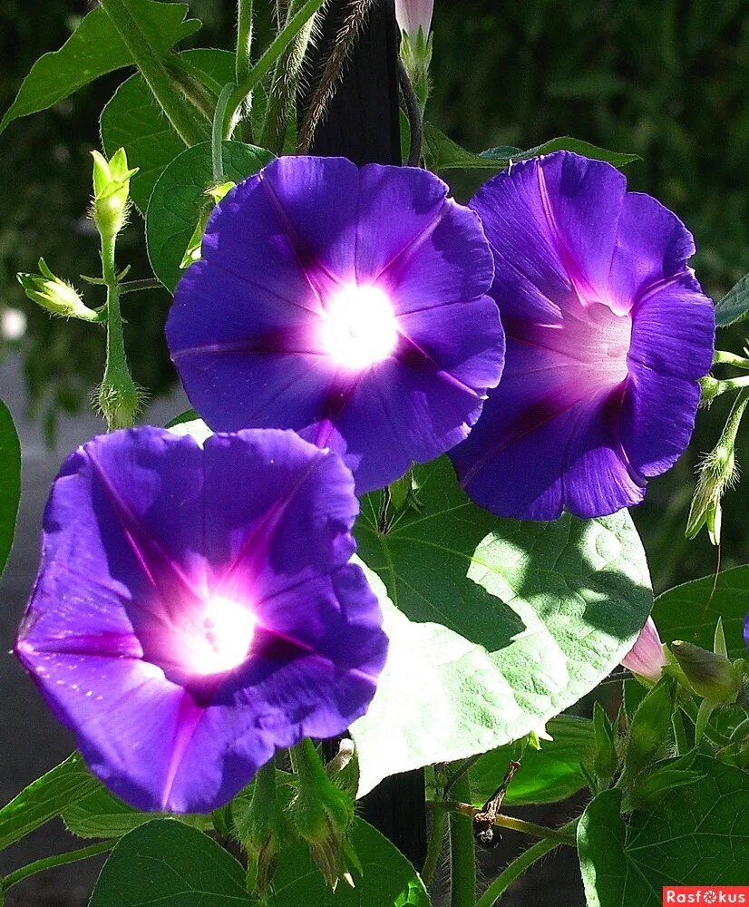 Вьюнок полевой convolvulus arvensis l. Вьюнок полевой (convolvulus arvensis). Вьюнок полевой фиолетовый. Паутель вьюнок. Как выглядит вьюнок.
