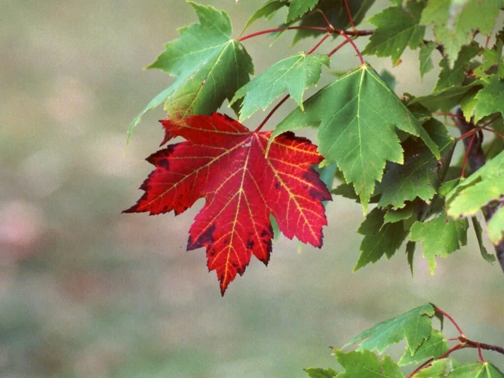 Maple tree