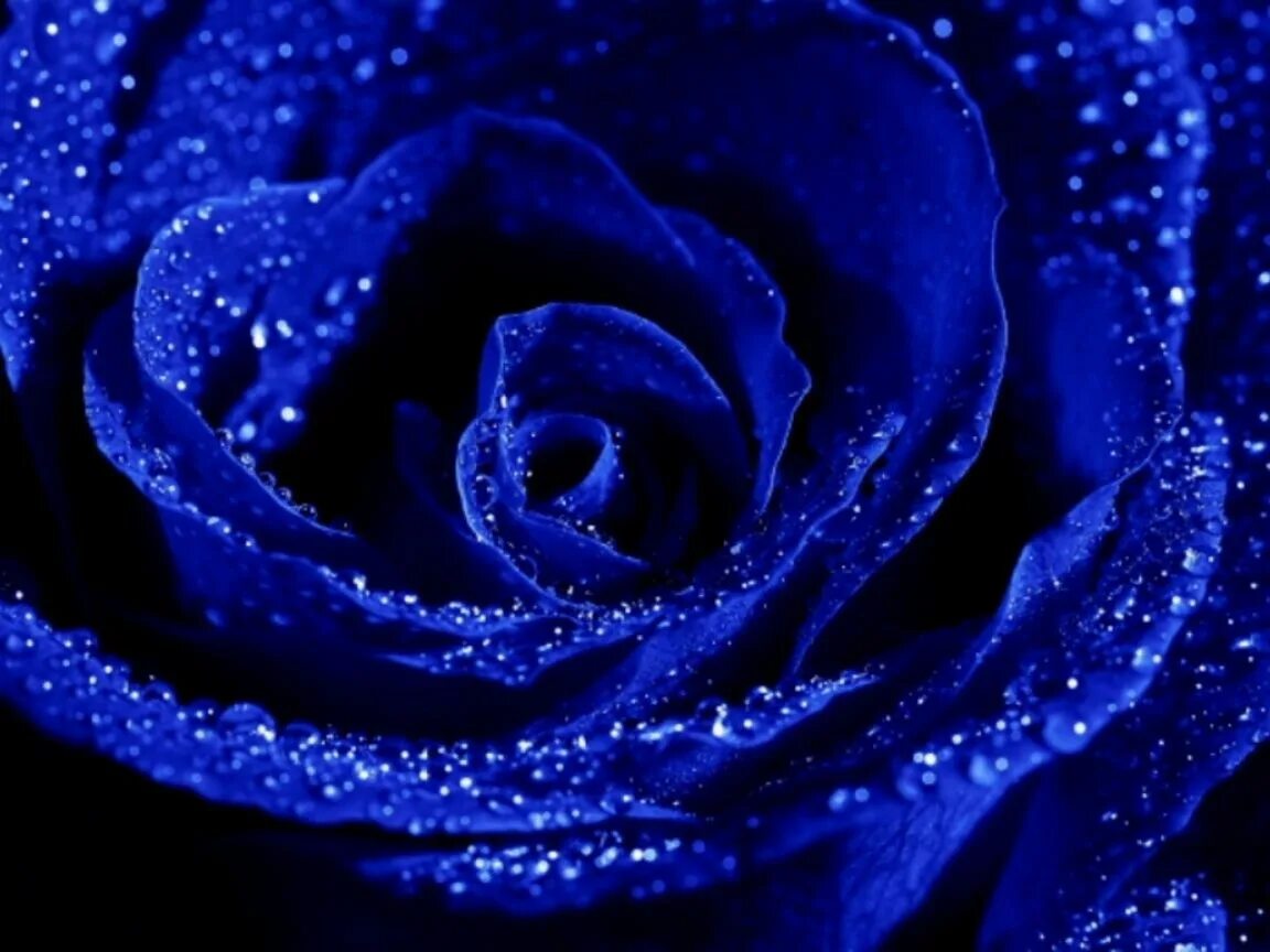 Музыка сини сини. Синяя роза Беккер. Роза цвета индиго. Ультрамариновые цветы. Ультрамариновая роза.