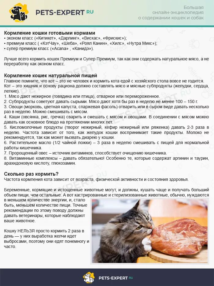 Через какое время кормить кошку