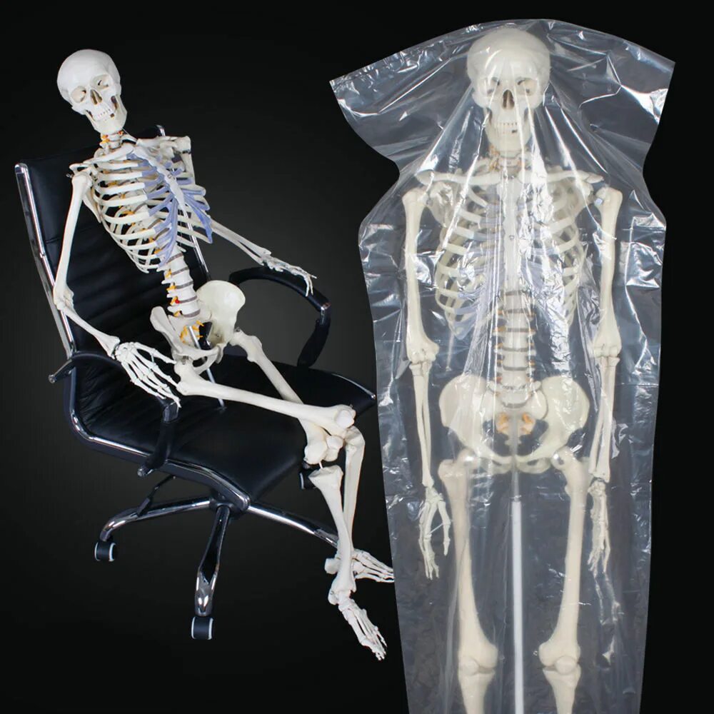 Облегченный скелет. Модель скелета. Анатомический скелет. Скелет анатомия. Скелет для изучения анатомии.