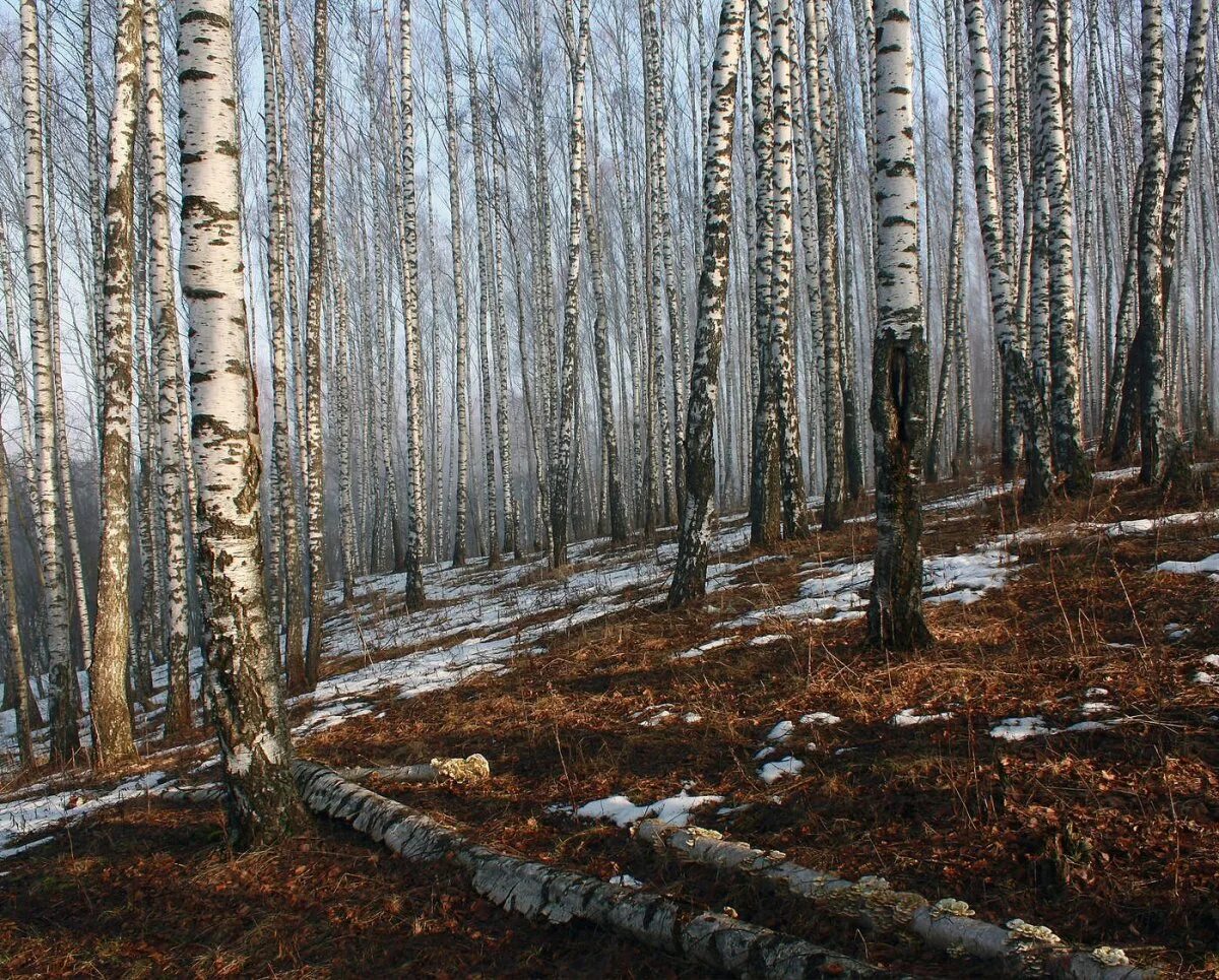 Берёзовая роща Нижний Новгород. Береза роща Нижний Новгород. Березовая роща весной. Лес весной.