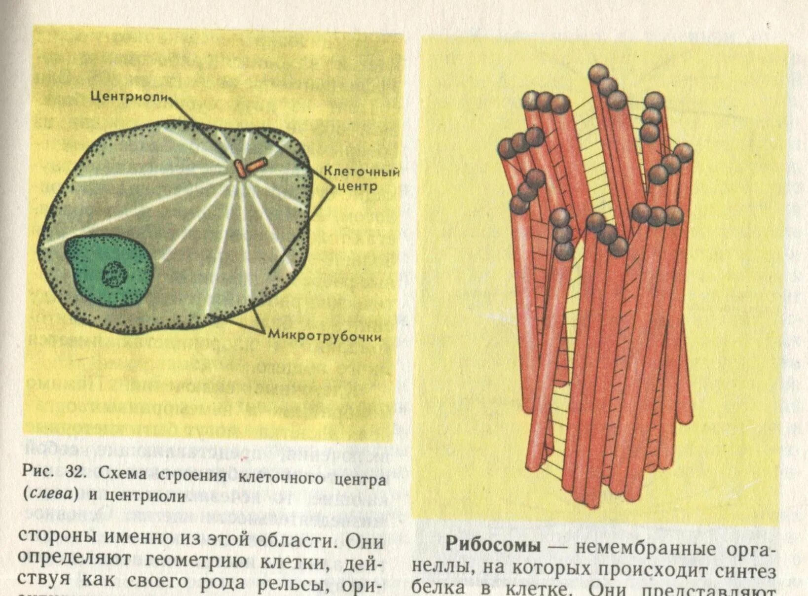 Какая клетка имеет клеточный центр. Клеточный центр (с центриолями у животных и без них у растений).. клеточный центр строение микротрубочки. схема строения животной клетки клеточный центр. строение центриоли клетки.