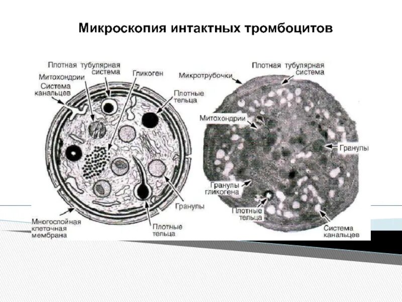 Гиаломер тромбоцита. Грануломер тромбоцита. Тромбоциты микроскопия. Тромбоцит микроскопич. Гранулы тромбоцитов содержат