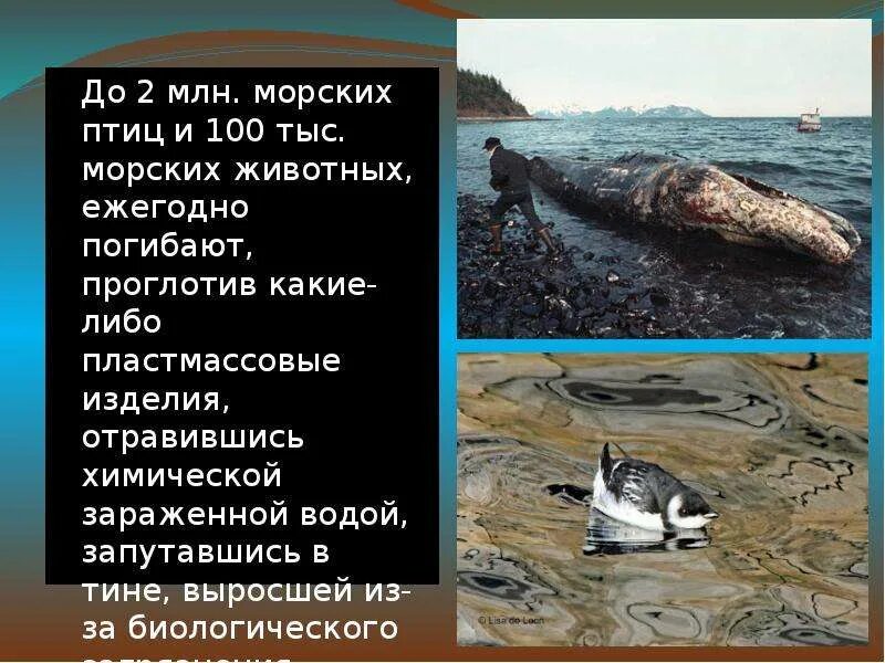 Ежегодно гибнет. Загрязнение воды животные море. И каждый год погибает от неё около 200 тысяч морских птиц. Ежегодно погибает 1% животных. Картинки рыбы в Балтийском море отравленные химией Эхо войны.